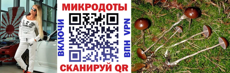 Галлюциногенные грибы Psilocybe  Лесной 